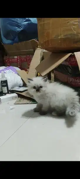 Kucing persia midol ragdol kitten