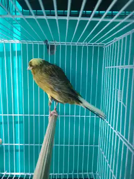 Kenari import Ys Tkf Betina
