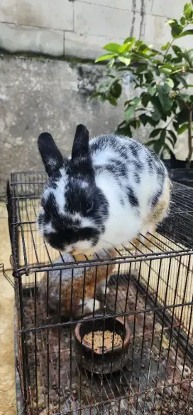 2 ekor Kelinci mini netherland dwarf