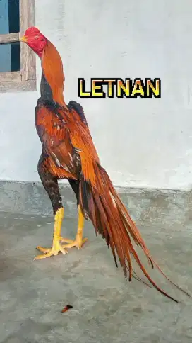 ayam hias ekor lidi