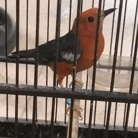 Anis merah jantan dan bunyi