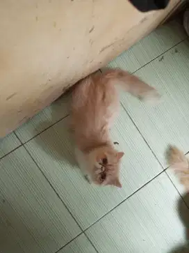 Kucing peaknose sempat kawin SMA munckin hamil rezeki