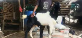 HEWAN QURBAN MURAH