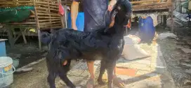 HEWAN QURBAN MURAH