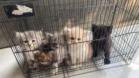 open adop anak kucing persia x persia gembul