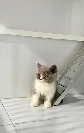 Kitten british shorthair anakan pedigree ras murni