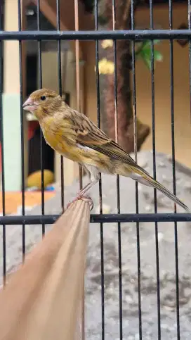 Kenari Jantan Rajin Riwik