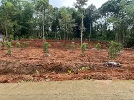 Tanah 1155m² Kebun Alpukat 250 Juta Karanganyar