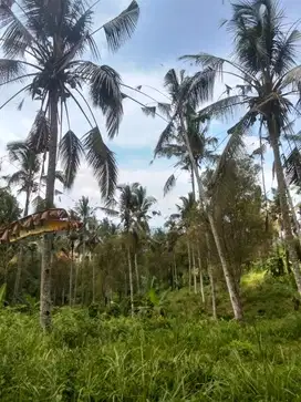 Tanah murah view sawah dan laut di Tabanan