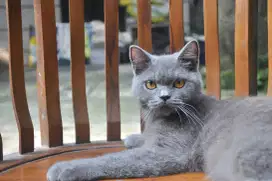 Bsh blue betina ped