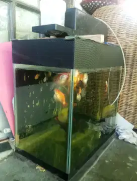 Akuarium plus filter air