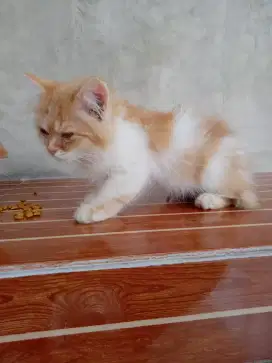 Kitten 1 medium x flat longhair 3bln aktif mandiri gemuk negoin cod ok