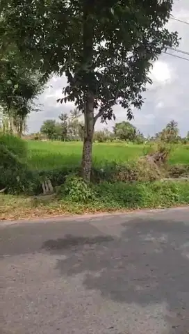 Sawah harga ndlosor