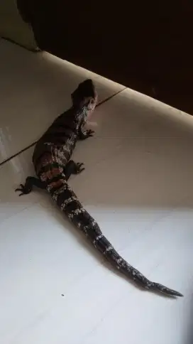 Di jual kadal panana halmahera