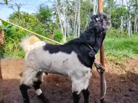kambing qurban 2025