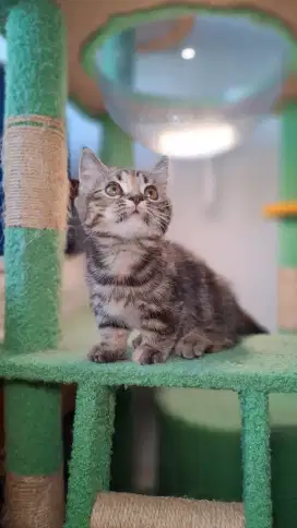 Kucing Kitten British Munchkin Super Cebol