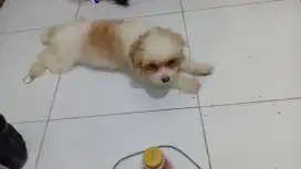 Dijual anjing maltese umur 1 thn
