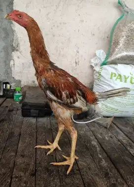 Ayam muda jantan & betina