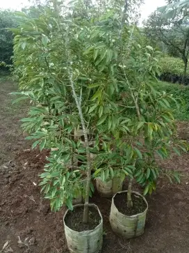 Bibit durian jenis durihitam
