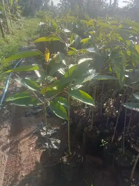 Jasa penyedia bibit durian