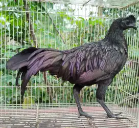 Jual ayam bekisar cemani atau bekicem 5 bulan up mulus siapan bagus