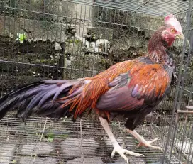 Jual ayam bekisar klungsu merah 7 bulan siapan kokok lokasi kota batu