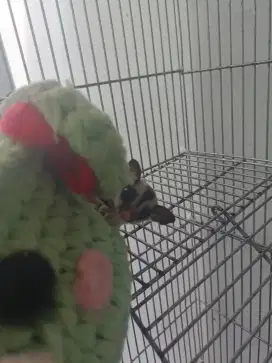 Sugar Glider Classic Grey