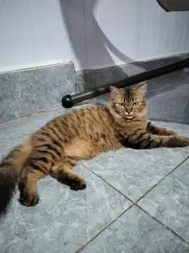 Kucing Persia medium