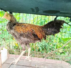 Jual ayam bekisar jali emas 7 bulanan siapan bagus lokasi kota batu
