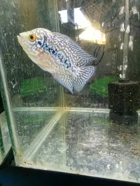 Louhan kamfa f2 cilnong