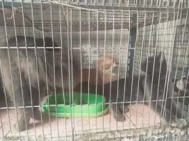 Open adop kucing Persia & Persia medium