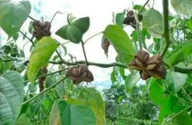 Dicari Kacang Sacha inchi