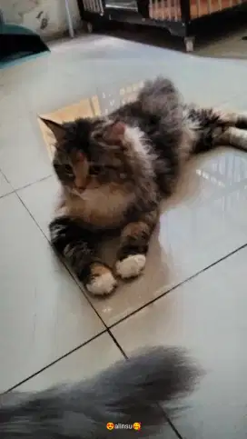 Kucing Persia mik Munchkin kaki pendek