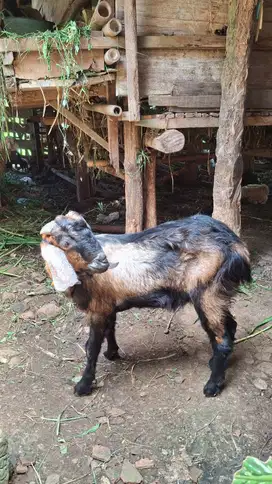 Siap Qurban Kambing Jawa dan Gibas (gembel)