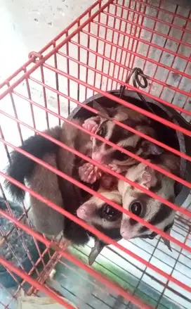 Sugar Glider classic grey sepasang, 1 dewasa dan 1 joey