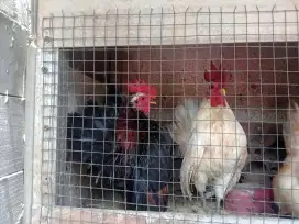 Ayam serama original 100 ribuan per ekor