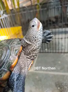 DBT Northen 16cm - Diamondback Terrapin Northen