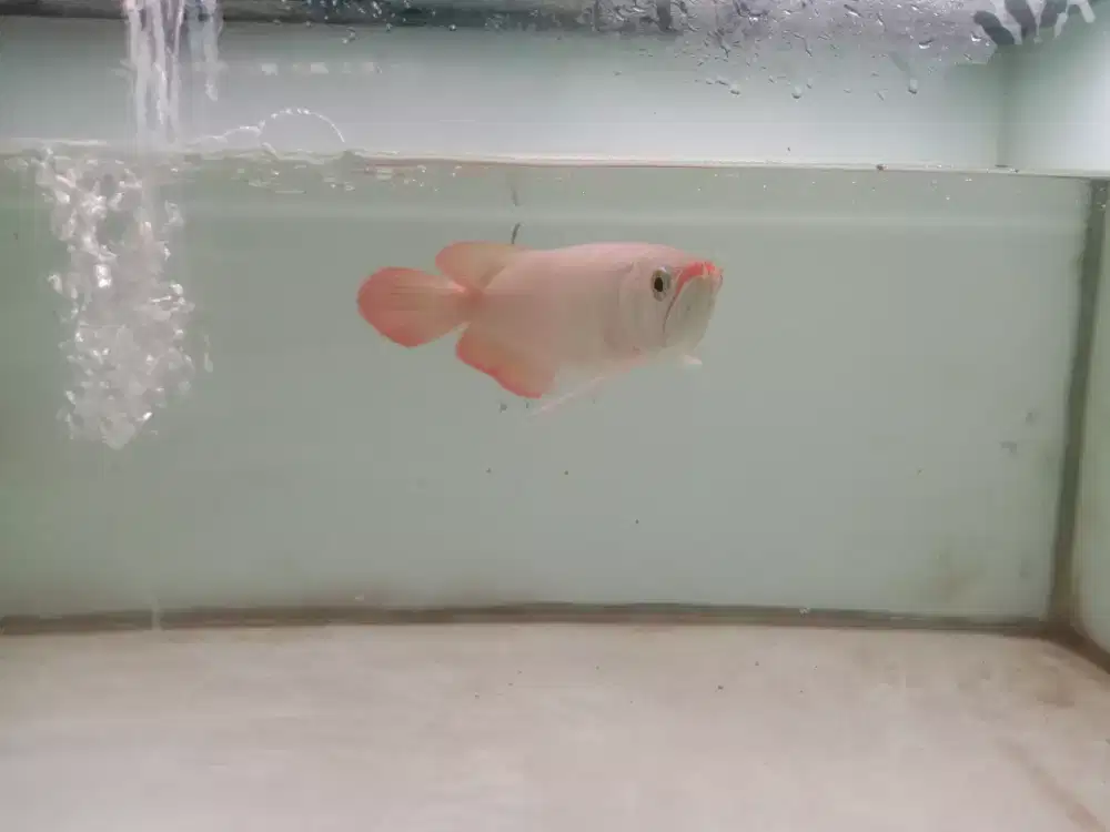 Ikan hias Arwana Super Red Gen bagus size -+24cm