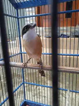 Pentet jawa barat