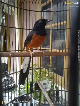 Murai batu masih muda