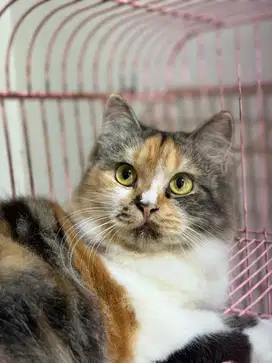 Kucing Persia Medium Betina 8 bulan
