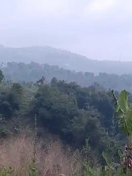 di jual lahan perkebunan view gunung di Kutawaringin Cipanas cianjur