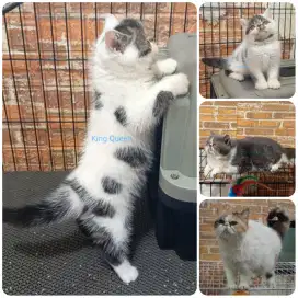 Kucing Peaknose Exotic Sepasang Calico & Blue Bicolor + Anak Line Ped