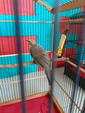 Cucak Rowo Muda 2