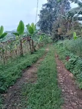 di jual tanah kebun subur di Kutawaringin Cipanas cianjur
