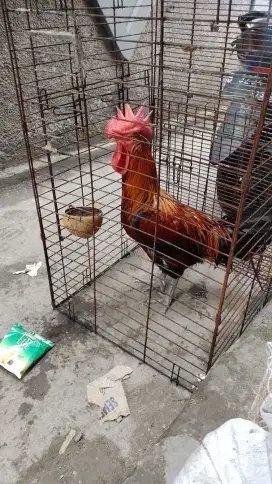 Ayam pelung dewasa
