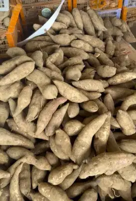 Ubi yakon murah