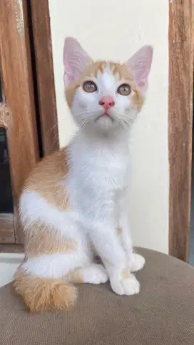 Gratis Adopsi Anak Kucing Mixdome