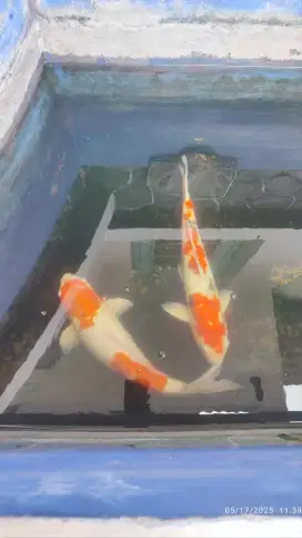 Koi koleksi yogya