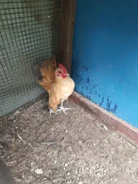 Ayam serama jantan